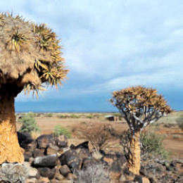 Kokerbomen tijdens reis door Namibie