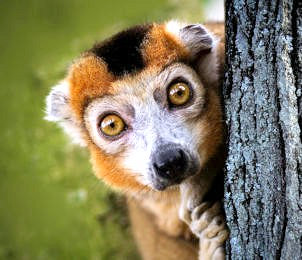Lemur in Andasibe National Park op Madagascar