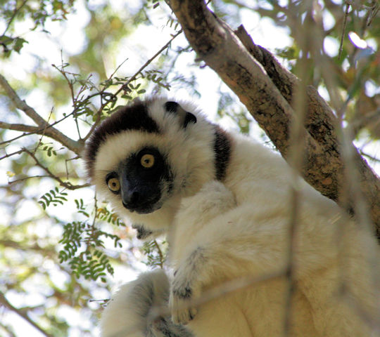 Lemur in Kirindy Reserve