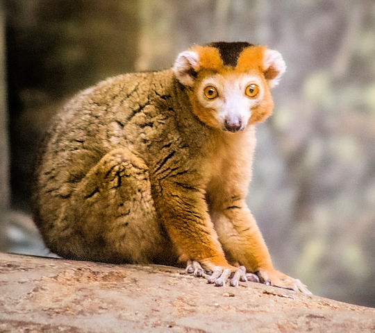 Lemur in het Ranomafana National Park