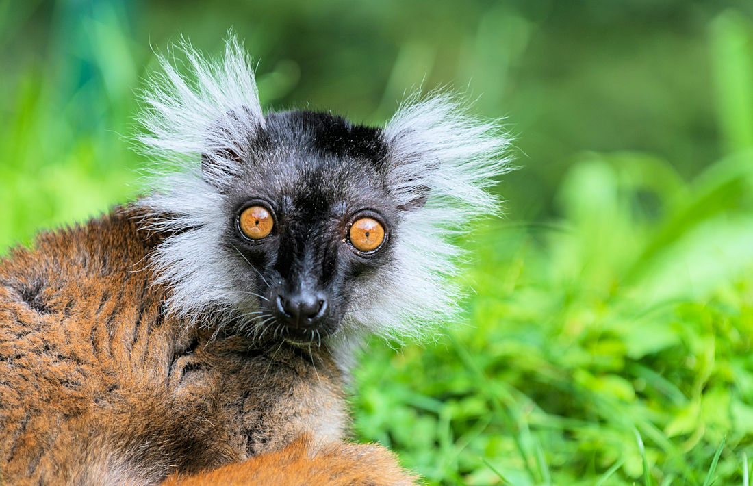 Lemur op Madagaskar
