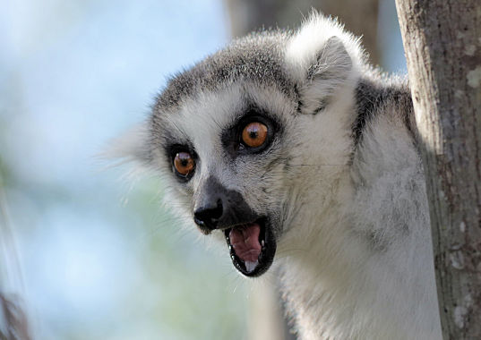 Lemur tijdens reis door Madagascar