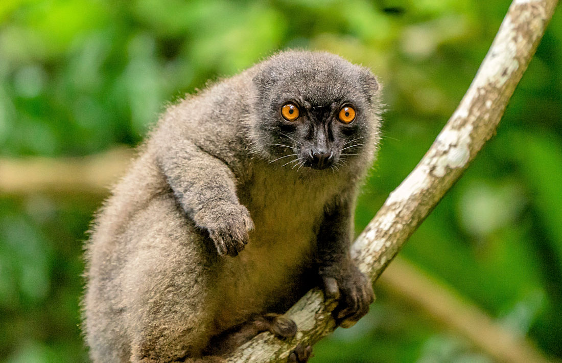Lemurs Park bij Antananarivo