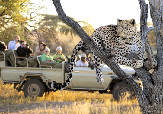Luipaard tracking tijdens huwelijksreis in Namibië