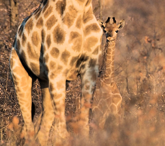 Mamma met baby giraf bij Waterberg National Park in Namibië