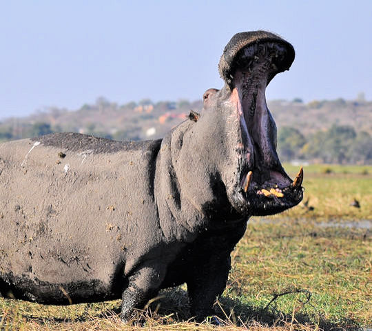 Nijlpaard langs de Chobe rivier tijdens bootsafari