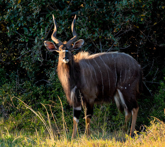 Nyala bij Oceana Wildlife Reserve in Zuid Afrika 1