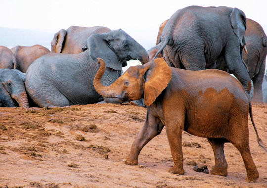 Olifanten bij Addo Elephant National Park in Zuid Afrika