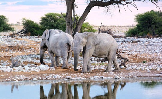 Olifanten bij drinkplaats in Etosha National Park tijdens reis Namibie