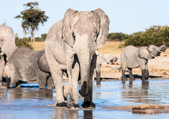 Olifanten bij het Hwange National Park in Zimbabwe