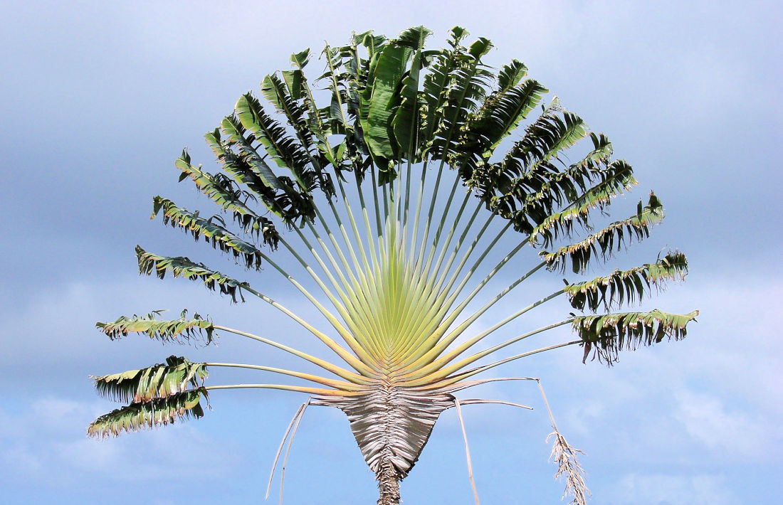 Ravenala Palm - reizigersboom - Madagascar