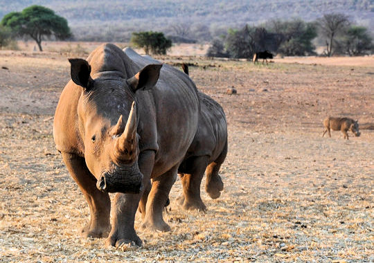 Rhino tracking in Palmwag reservaat in Damaraland