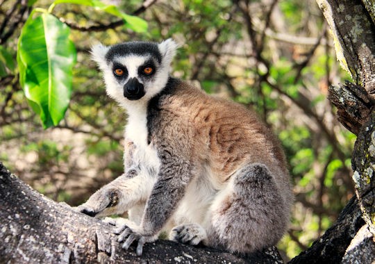 Ringstaartmaki bij Anja Reserve op Madagascar