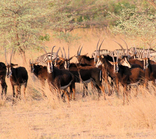 Sable antilopen en Zebras in Mahangu