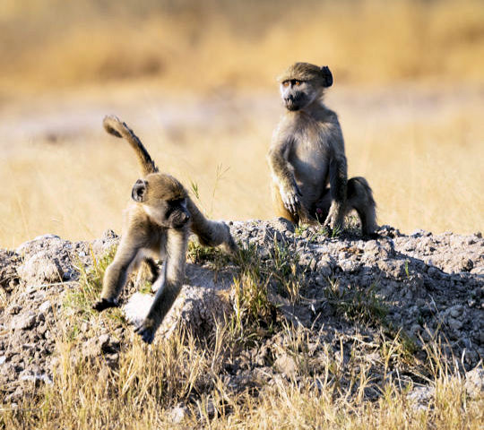 Spelende bavianen in Botswana
