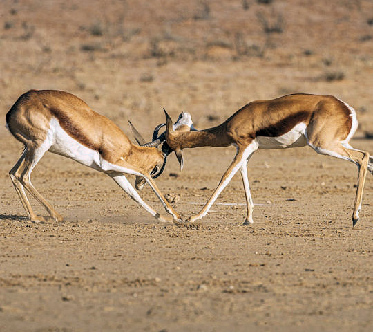 Vechtende springbokken in de Kalahari tijdens huwelijksreis Namibië