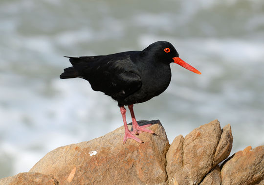Vogel aan de Kaapse kust