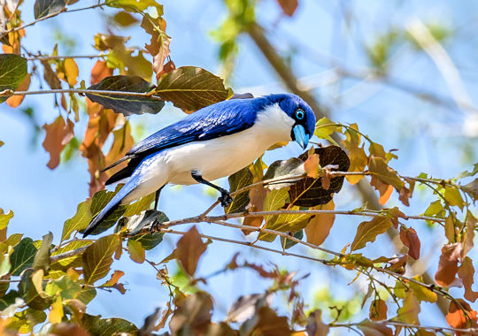 Vogel in Kirindy National Park