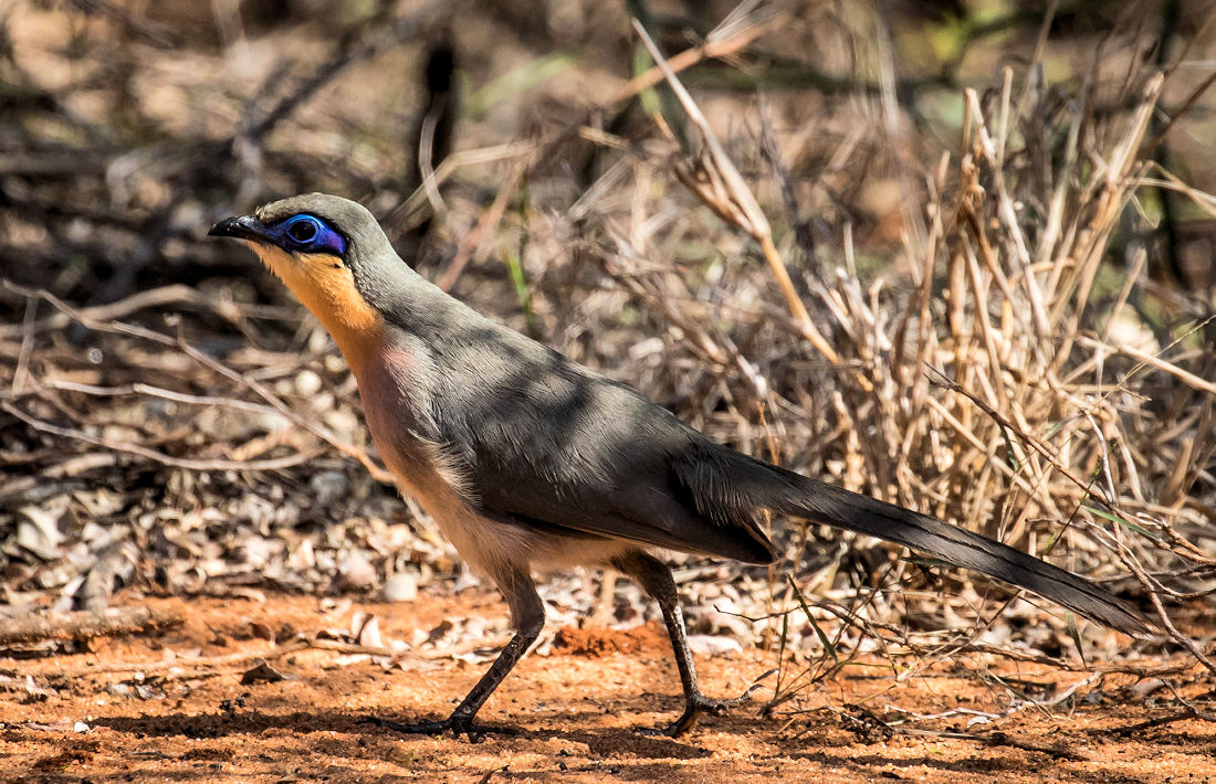 Vogel in het Isalo National Park