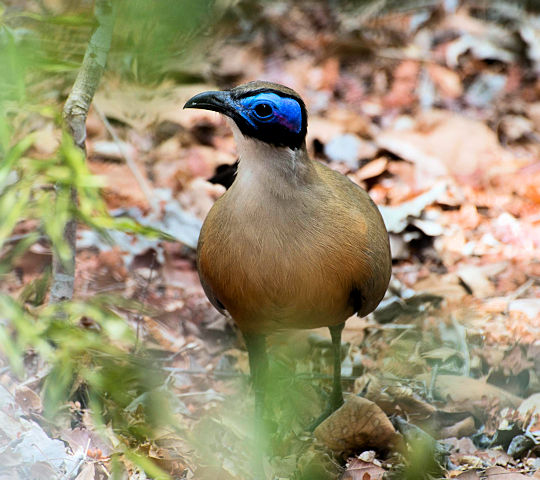 Vogel in het Zombitse National Park
