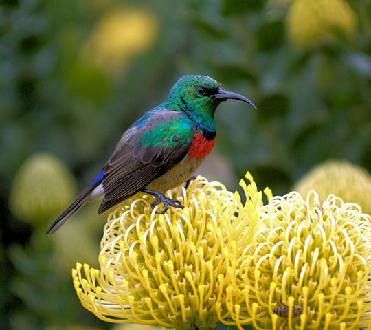 Vogeltje op Protea in Kaapstad