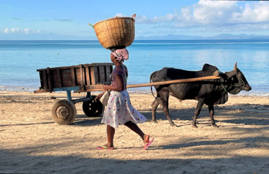 Vrouw en koe op strand van Madagascar