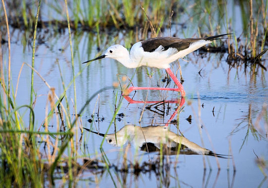 Watervogel in de Okavango delta