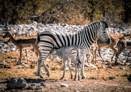 Zebra met veulen in het Etosha National Park in Namibie