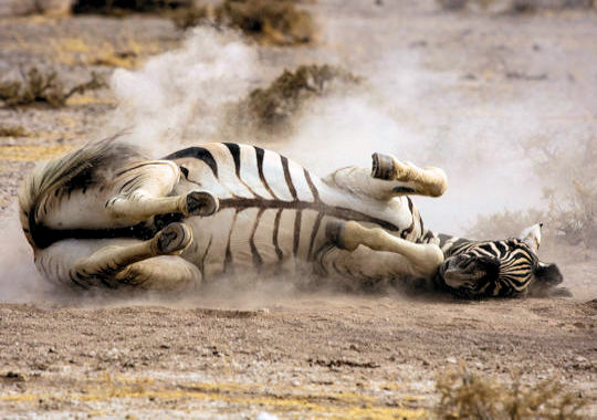 Zebra rollend in het stof in Etosha National Park