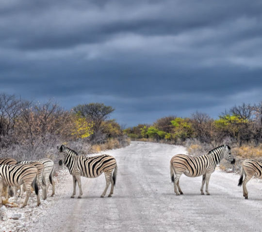 Zebra's op de weg in Etosha National Park