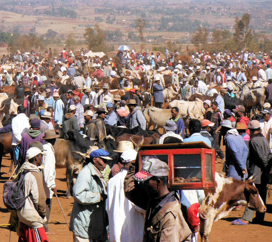 Zebu markt in Antsirabe bij avontuurlijke reis door Madagascar