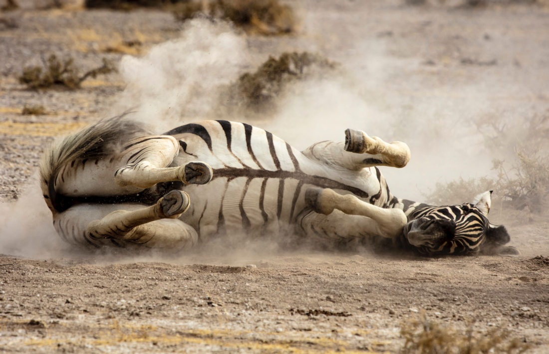 zebra in Etosha National Park