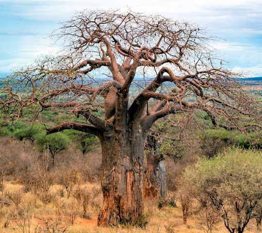 Baobab boom in Tarangire National Park