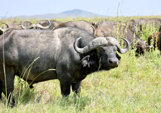 Buffels in het Tarangire National Park safari reis Tanzania