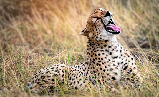Cheeta in de Serengeti tijdens safari reis in Tanzania