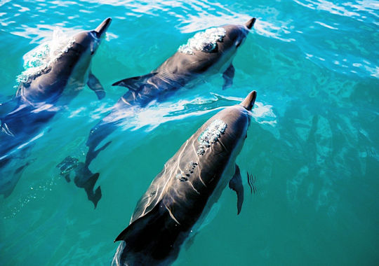 Dolfijnen voor de kust van Nosy Be tijdens huwelijksreis op Madagascar