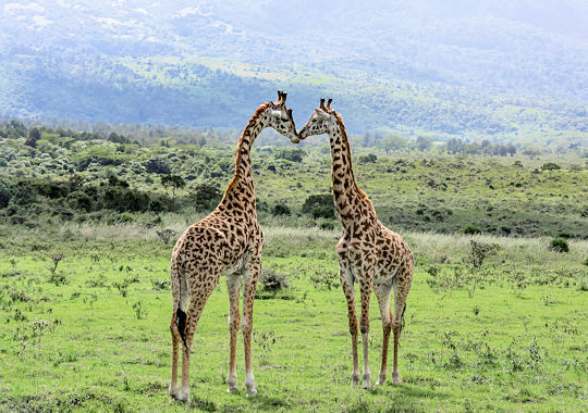 Giraffen in het Arusha National Park bij safari reis Tanzania