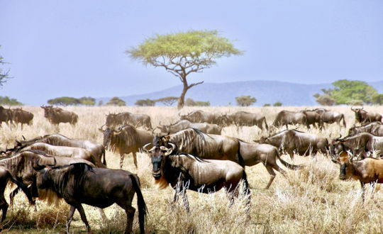Gnoes in de Serengeti tijdens safari reis Tanzania