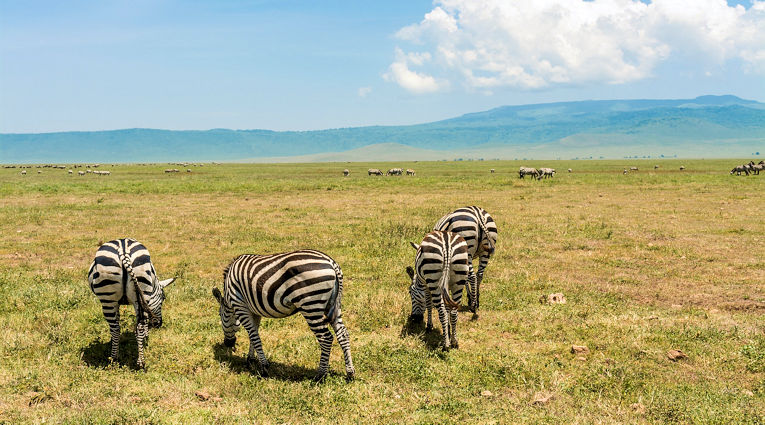 Grazende zebra's tijdens safari in de Ngorongoro krater