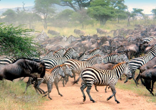 Grote trek van gnoes en zebra's in de Serengeti