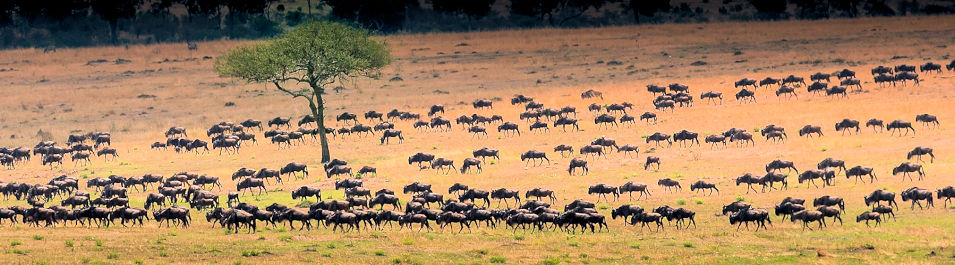 Grote trek van gnoes in de Serengeti