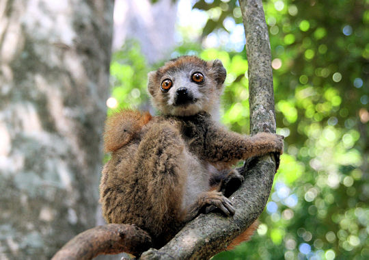 Kleine lemur in het Ankarana National Park op Madagascar