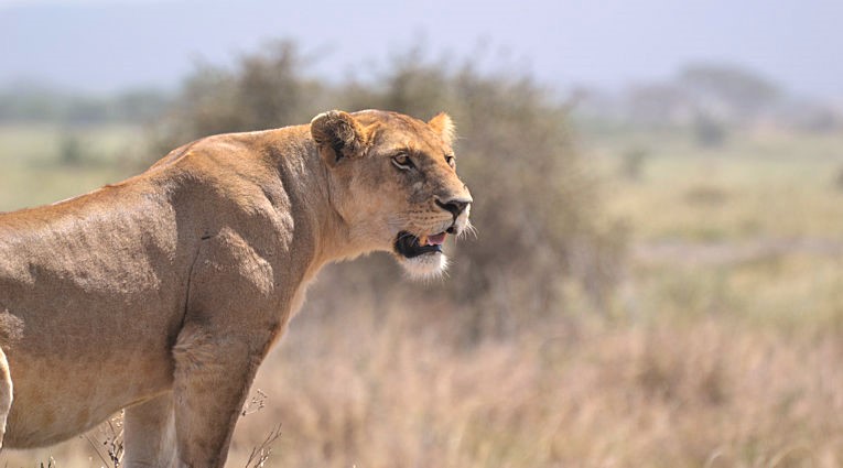 Leeuwin in de Serengeti