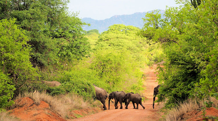 Olifanten in Ruaha National Park