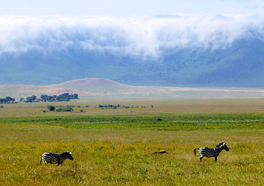 Zebras in de Ngorongoro krater tijdens safari Tanzania