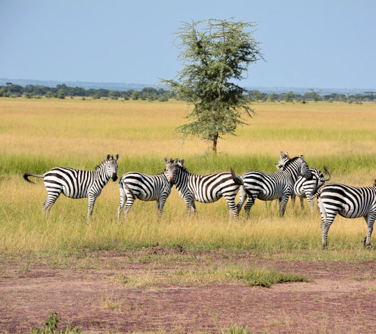 Zebra's in de Serengeti hoogtepuntenTanzania
