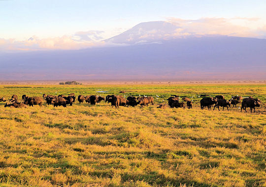 Buffels in het Amboseli National Park