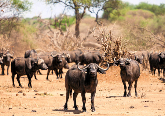 Buffels in het Tarangire National Park