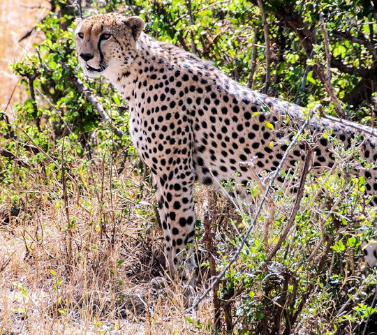 Cheetah in de Serengeti
