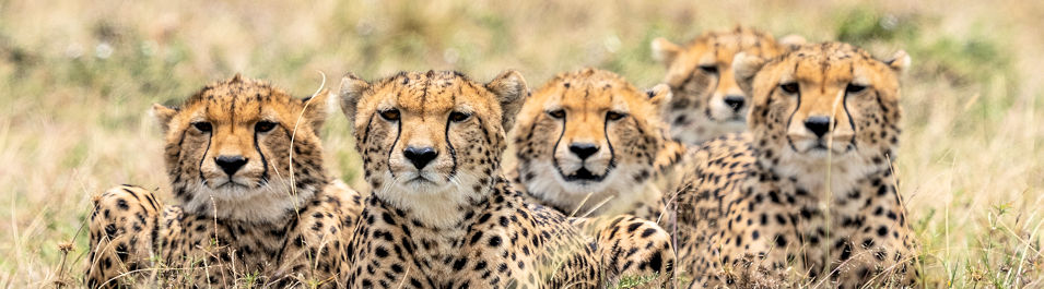 Cheeta's tijdens safari in Kenia